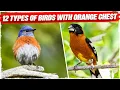 12 Types of Birds with Orange Chest Orange Breasted Birds