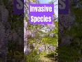 Download Lagu Why are Wisteria considered invasive? #science #spring #floral