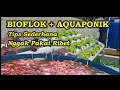 Nggak pakai ribet ; Aquaponik Sayuran Di Kolam Bioflok