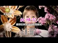 Lagu 謝宜君-純情花【KTV導唱字幕】1080p HD