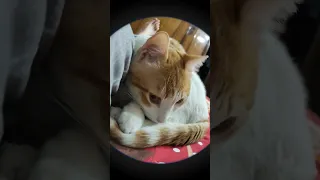 اصحي يا شلبي   دندنها