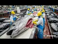 Lagu 500 ton tonijn ter waarde van 8 miljoen dollar verwerkt tot sushifilets | Een kijkje in de tonijn...