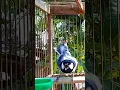 Download Lagu PIKAT FIGHTER | Gelatik Batu Gacor | Glatik Wucit2. Great tit. Singing birds. Parus Major #shorts