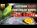 Lagu Cak Ranting Atau Cucak Rante Gacor Full Isian Cocok Buat Masteran Dan Pancingan Bunyi