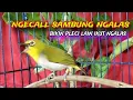 Download Lagu Pleci Call Sambung Ngalas Nembak || Pleci Bustomi Gacor || Pleci Ngalas