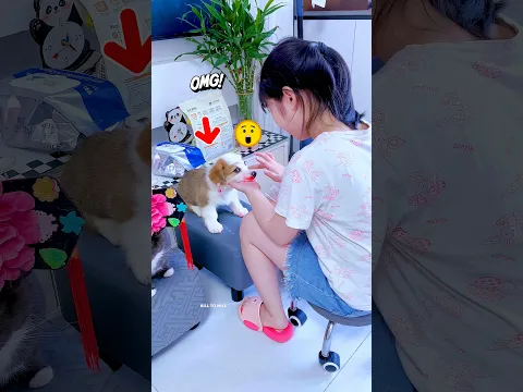 Sabhi Pets La Hua Makeup 😹