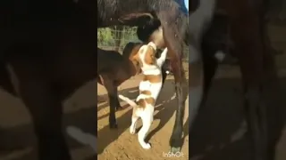 Goat Feeding Puppy Dog Animals Short Shorts 
