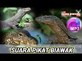 Lagu 🔴 SUARA MP3 PIKAT BIAWAK 100% AMPUH || Purba hunting Adventure