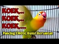 KOEK,.. KOEK,.. LOVEBIRD Memanggil Lawan, LB Jenis Apa saja AUTO NYAUT BERSAUTAN
