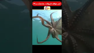 أغرب مواقف للحيوانات هتدهشك ج192 