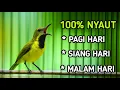 Lagu Putar kapanpun nyaut,  pancingan sogon pagi sampai malam hari pasti nyaut