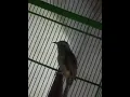 Download Lagu Burung wiwik kelabu suaranya mendayu dayu..tiiitutit,tiiitutit,tititititirrr...