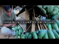Download Lagu Pondok baru hampir selesai panen besar buah timun di pagi hari warta petani muda hidup di hutan