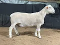 4569 Ram Lamb Online at Tays Realty Auction LLC