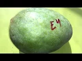 Sugar Loaf Mango - E4 Mango - Tasting Florida Mangos