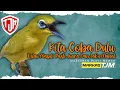 Download Lagu 🔴  LIVE Masteran Pleci Mewah Untuk Bahan supaya cepat Nembak