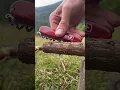 Lagu An Incredible Survival Trick with Victorinox Swiss Army Knife #survival