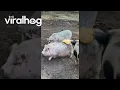 Download Lagu Geglazuurde broodjes plakken aan varkensbil || ViralHog