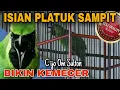 Download Lagu Cucak ijo gacor Full isian tembakan PELATUK SAMPIT mantap bikin kemecer - Om Sulton - Pati