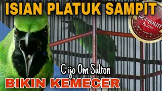 Download Cucak ijo gacor Full isian tembakan PELATUK SAMPIT mantap bikin kemecer - Om Sulton - Pati MP3