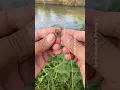 Hoe je een visknoop maakt voor wartels #vissen #mancing #hengelaar #karpervissen