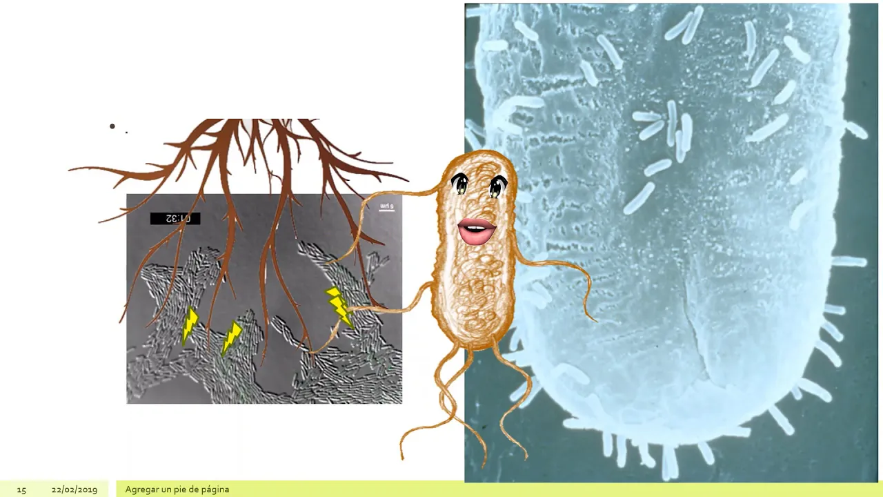 Agrobacterium