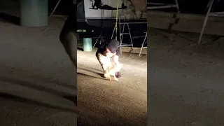 Rose the Boat Dog Freaks Out Seeing Owner After a Month!