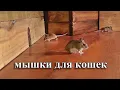 Lagu мышки для кошек 🐭 охотиться на мышей