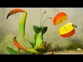 Download Lagu LARVA - MANTIS | Cartoons | Comics | Larva 2017 | Larva Cartoon | LARVA Official
