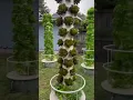 Lagu Ghost Grow 843 is the perfect EXAMPLE of a BACKYARD VERTICAL FARM 👏 #towergarden #aeroponics