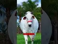 Download Lagu Het duurste dier ooit 🤯🐮 #shorts