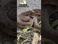 Download Lagu Dangerous Russell's viper snake rescue operation 😱🐍