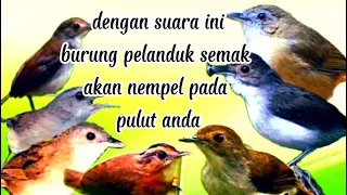 suara pikat burung pelanduk semak kombinasi kutilang ribut