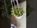 Download Lagu 🌱How To Hang Pots Using Rope 👌🥰DIY Hanging Planter Tips👍🪴🧑‍🌾|#homegarding #ytshotstrending