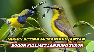 Download Suara Pikat Sogon Betina Memanggil Jantan MP3