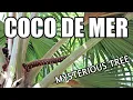 Download Lagu COCO DE MER : My Hunt for the Tree of Knowledge (Part 3 of 5) - Weird Fruit Explorer Ep. 400