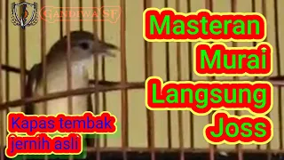 Download Masteran burung Kapas Tembak durasi panjang favorit juri nasional MP3