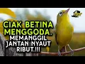 Download Lagu Ciak Ciak Kecial Kuning BETINA Ampuh Memanggil Jantan NYAUT RIBUT‼️| PEPADU KECIAL