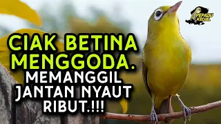 Download Ciak Ciak Kecial Kuning BETINA Ampuh Memanggil Jantan NYAUT RIBUT‼️| PEPADU KECIAL MP3