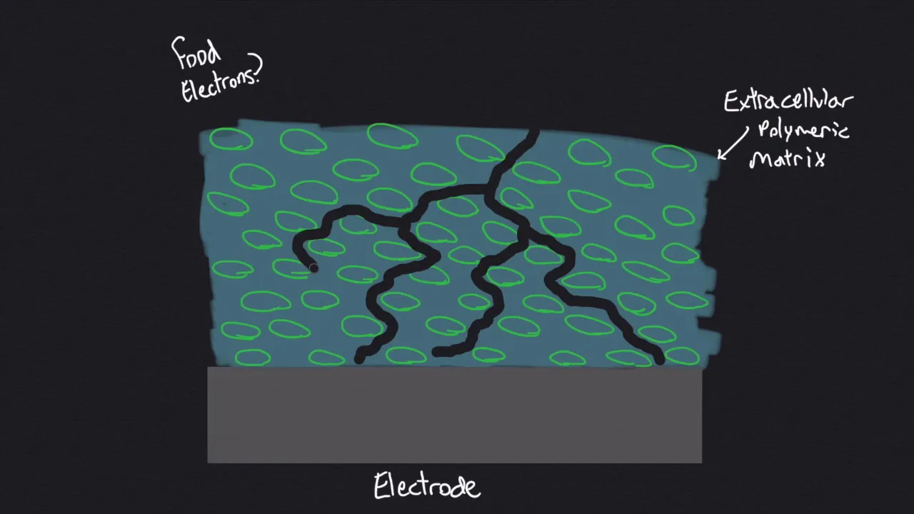Electrogens, Nanowires, and Biofilms (MFC's pt. 2)