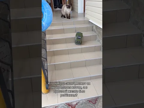 Кот, который переродился #cat #веселыекоты #прикольныекоты