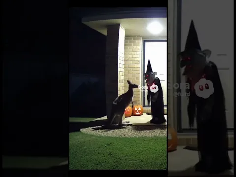 Halloween witch irritages kangaroo, kangaroo shows it its reflexes
