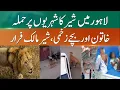 Download Lagu Chaos in Lahore: Lion on The Loose Attacks Public | 365 News