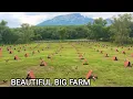 Download Lagu Beautiful View Big Farm Feeding Time - Shape Outdoor Chicken Coop Free Range