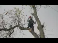 Download Lagu Dik VS The Apple Tree