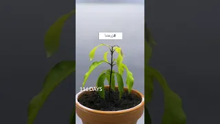 كيفية زراعة شجرة المانجو من البذرة في المنزل بكل سهولة 