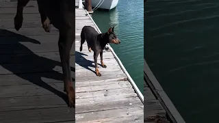 Dock patrol .. #fyp #dream #youtube #doberman #pets