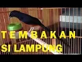 Download Lagu SUARA TEMBAKAN RAPAT BURUNG MURAI BATU LAMPUNG