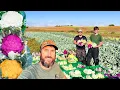 Download Lagu COLORFUL CAULIFLOWER HARVEST! From Field to Cooler for Farmers Market