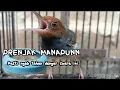 Download Lagu Pancingan suara burung prenjak jantan memanggil betina
